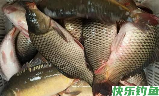 盛夏野钓鲤鱼，钓钝是首选，一早一晚有鱼获(图1)