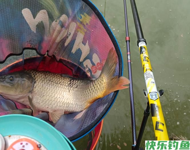 盛夏野钓鲤鱼，钓钝是首选，一早一晚有鱼获(图4)
