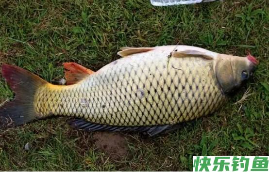 夏季野钓,要抢这几处钓点,下钩就有鱼,连竿到手软,妥妥爆护(图7) 夏季野钓,要抢这几处钓点,下钩就有鱼,连竿到手软,妥妥爆护(图7)