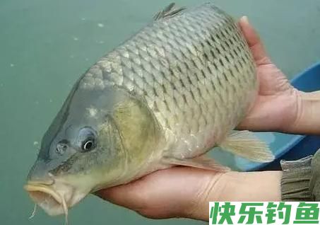 野钓经验之谈 野钓鲤鱼需注意 如何诱鱼是关键(图1)