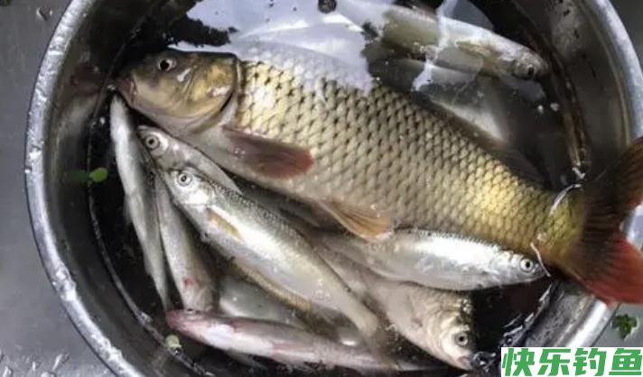 野钓经验之谈 野钓鲤鱼需注意 如何诱鱼是关键(图4)