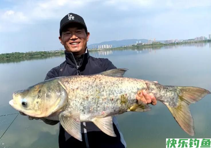 野钓鲢鳙如何连拔?鱼饵状态做到位,鱼群进窝就不想离开(图1) 野钓鲢鳙如何连拔?鱼饵状态做到位,鱼群进窝就不想离开(图1)