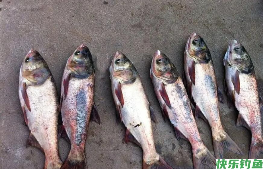 野钓鲢鳙如何连拔?鱼饵状态做到位,鱼群进窝就不想离开(图4) 野钓鲢鳙如何连拔?鱼饵状态做到位,鱼群进窝就不想离开(图4)