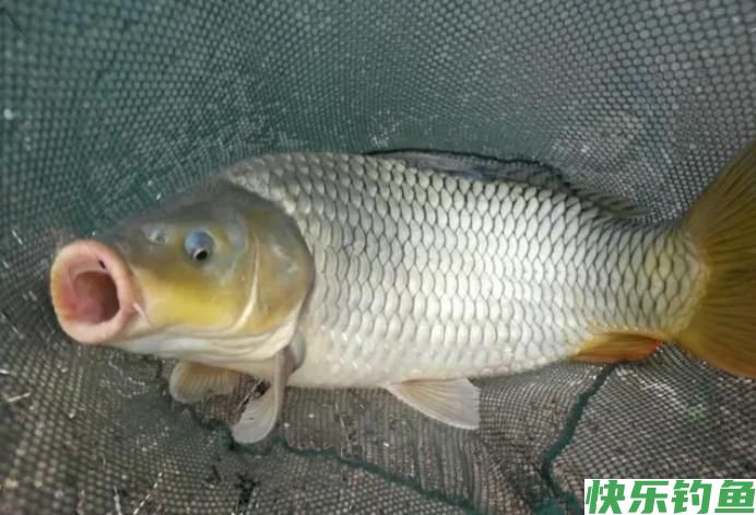 夏季野钓有规律,牢记5条“铁律”,可轻松连竿,爆护不再难(图1) 夏季野钓有规律,牢记5条“铁律”,可轻松连竿,爆护不再难(图1)