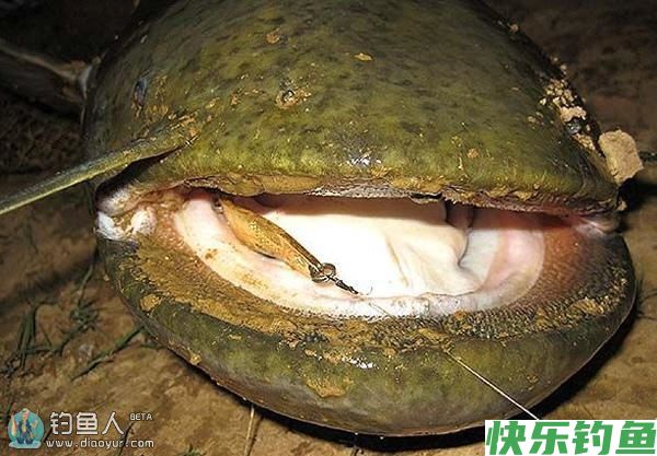 鲶鱼的路亚配装抛投技巧和操控(图1)
