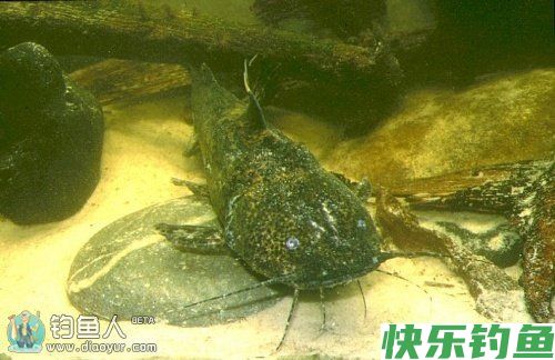炎热夏日钓乌鲶的五个技巧(图1)