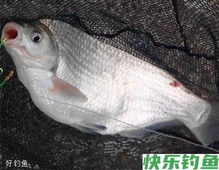 夏季垂钓鳊鱼的鱼竿、鱼线、浮漂等选择技巧(图1)
