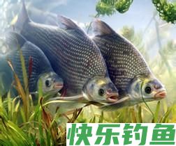 夏季水库钓鳊鱼的饵料选择和实战技巧(图1)