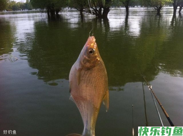 夏钓之鳊鱼的5个技巧(图3) 夏钓之鳊鱼的5个技巧(图3)