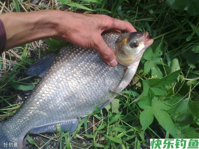 春夏季钓鳊鱼的三种钓法技巧(图1)