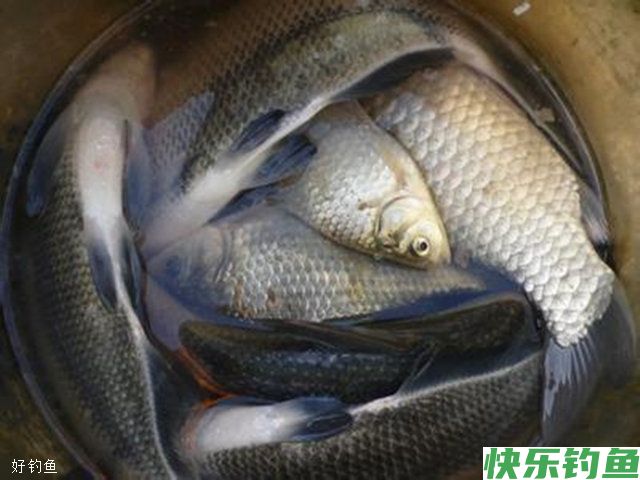 自制江河野钓鳊鱼的绝杀蝇蛆饵料配方(图1)