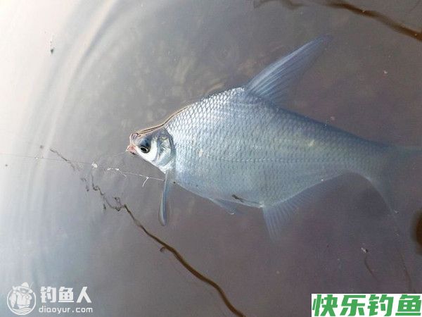 老钓友野钓鳊鱼用饵打窝及钓法总结(图1)