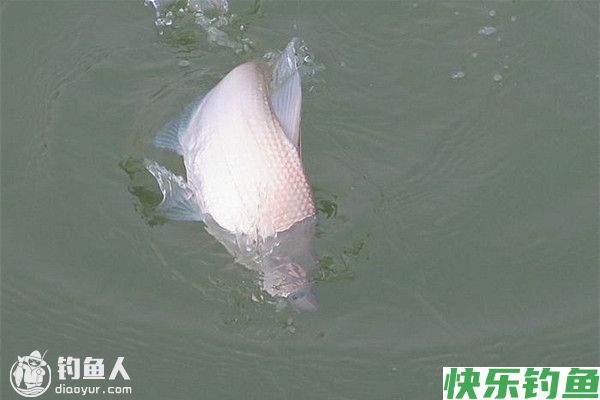 深秋钓鳊鱼的选时选位技巧(图1)