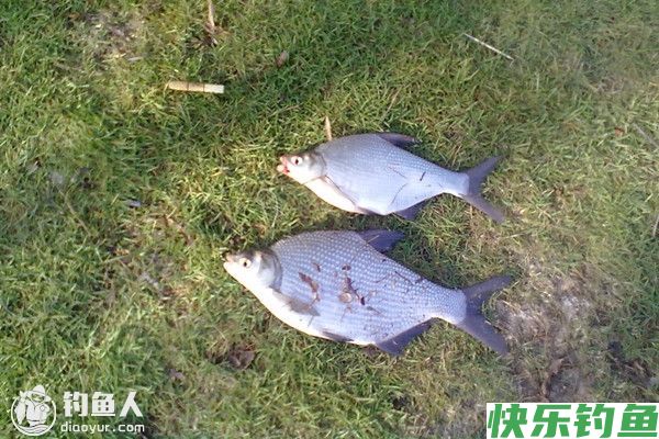 四季钓鳊鱼的技巧分享(图1)