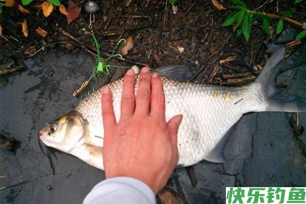 钓友分享手海竿秋钓鳊鱼的技巧(图1)