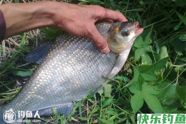 水库钓鳊鱼的钓位选择及用饵技巧(图1)