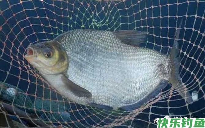钓鳊鱼怎么调漂效果好？(图2)