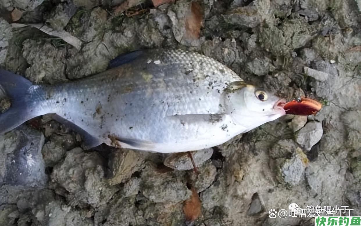 钓鳊鱼技巧及饵料配方(图1)
