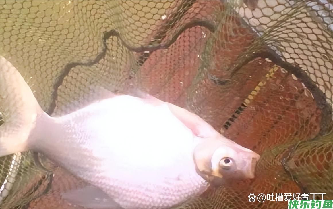钓鳊鱼技巧及饵料配方(图2)