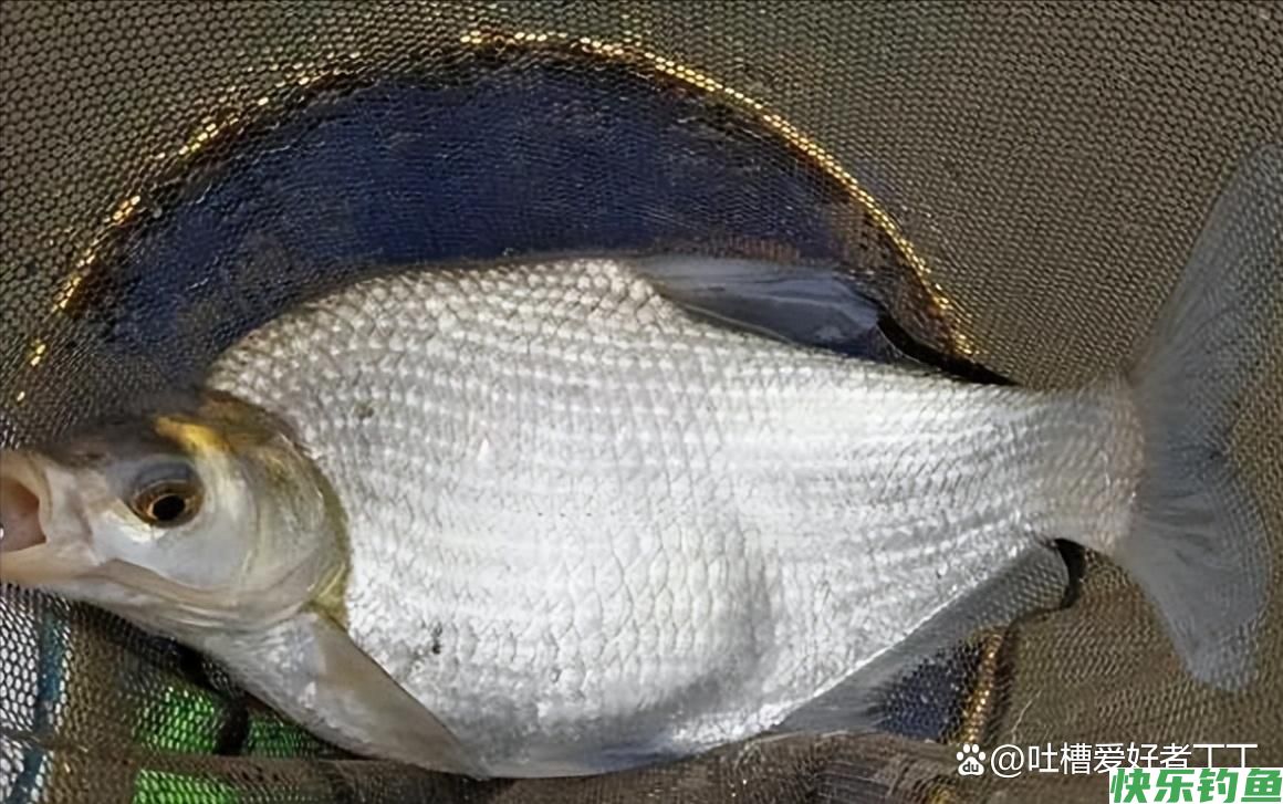 钓鳊鱼技巧及饵料配方(图5)