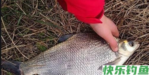 钓鳊鱼的最佳季节，钓鳊鱼的最佳时间(图2)
