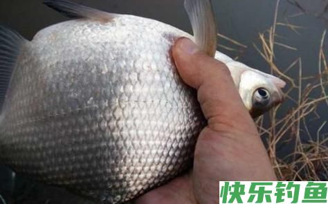 钓鳊鱼的最佳季节，钓鳊鱼的最佳时间(图1)