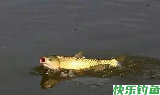 初夏钓鳊鱼的实用技巧，效果杠杠的！(图5)