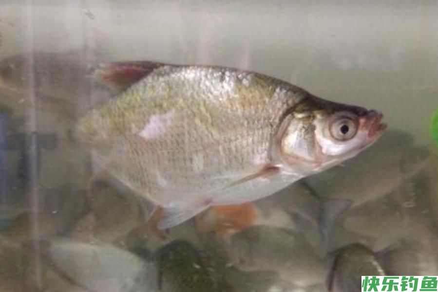 天气冷，鳊鱼反而更好钓？老司机再次提醒，这钓法果然不同凡响(图1)