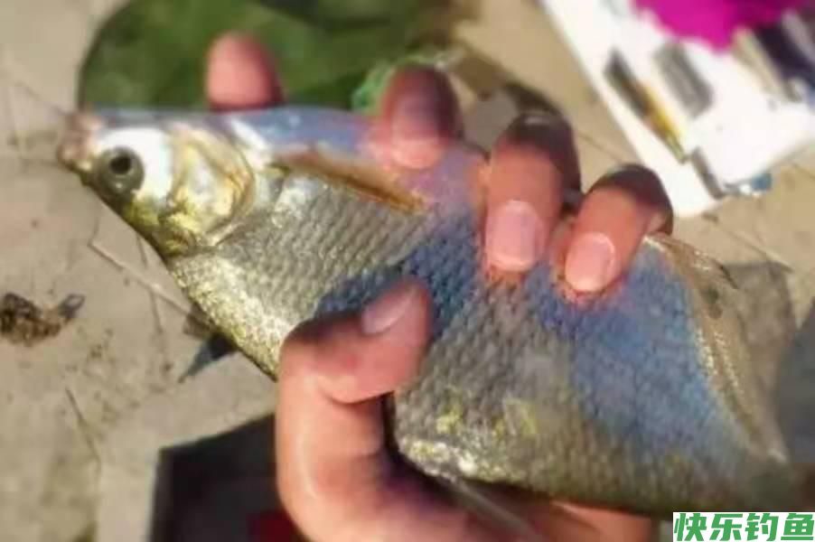 鳊鱼才最难钓？殊不知换用这锦囊妙计，钓了一尾又一尾(图1)