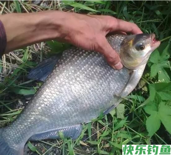 春季水库钓鳊鱼，掌握这几点，让你鱼口不断，过足连竿瘾！(图3)