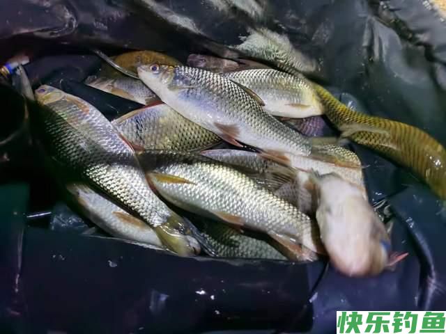冬天除了鲫鱼和小鱼还能钓其他鱼吗？可以，但钓法非主流(图6)