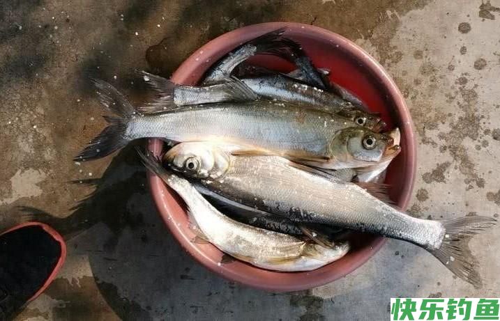 钓10种常见鱼类的鱼钩，鱼好不好钓，鱼钩类型有大学问(图3)