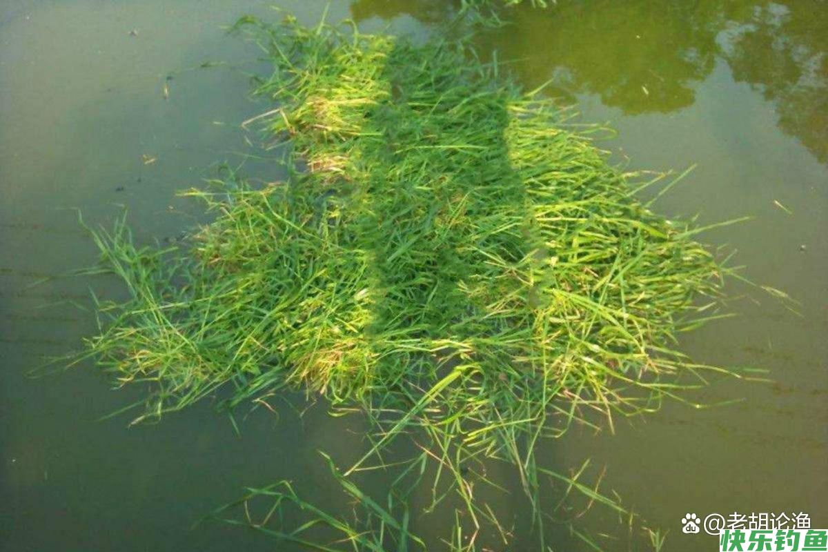 深秋钓鳊鱼，老钓手教你五个实战技巧，让你轻松爆护满载而归(图4)