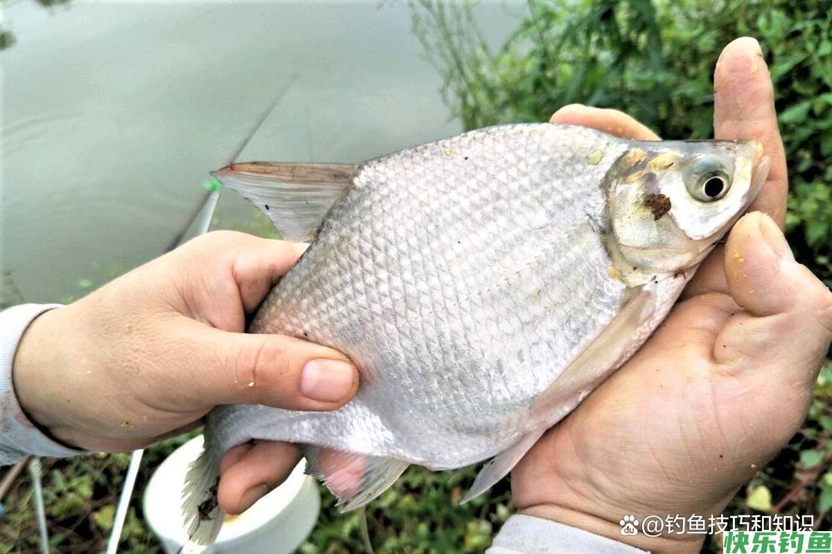 仲秋的鳊鱼最活跃，仲秋时钓鳊鱼的4个要点，正确钓法和饵料配方(图3)