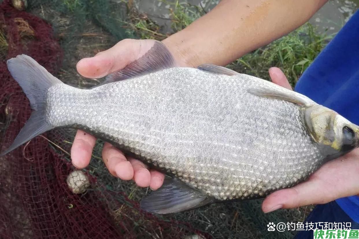 仲秋的鳊鱼最活跃，仲秋时钓鳊鱼的4个要点，正确钓法和饵料配方(图4)