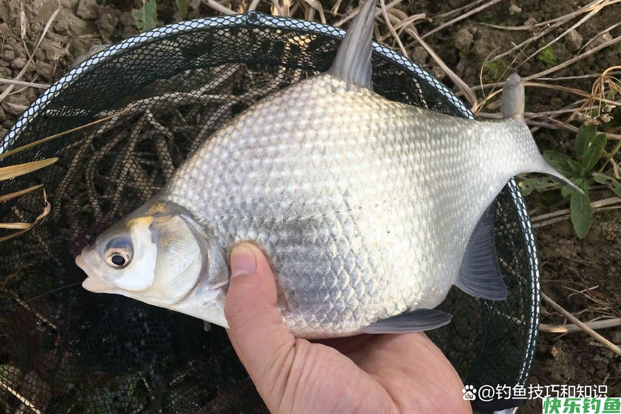 仲秋的鳊鱼最活跃，仲秋时钓鳊鱼的4个要点，正确钓法和饵料配方(图2)