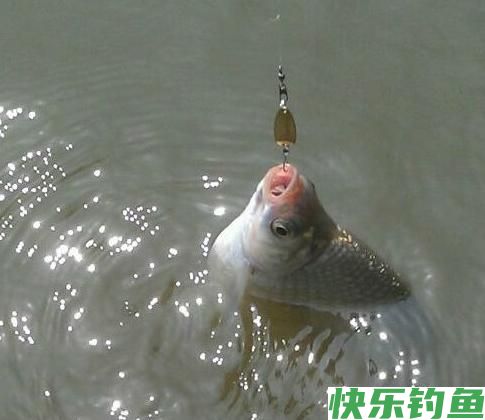 会钓鱼有多重要，贵阳突发疫情，小伙钓鱼回不了家，变荒野求生(图4)