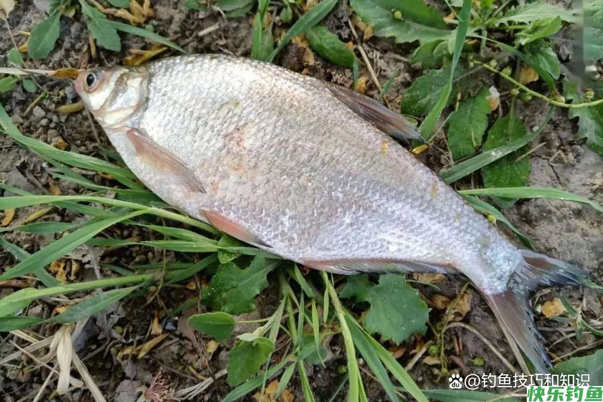 初秋钓鳊鱼的饵料配方，鳊鱼连续地咬钩，一钓一个准(图2)