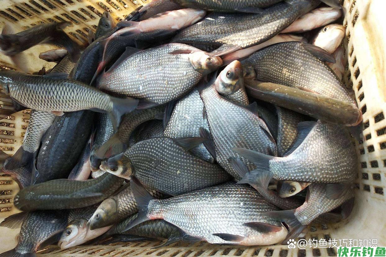 初秋钓鳊鱼的饵料配方，鳊鱼连续地咬钩，一钓一个准(图5)
