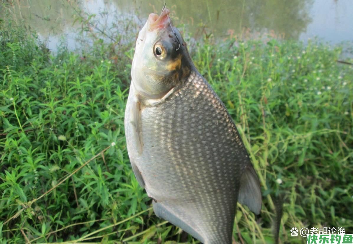野钓鳊鱼方法很重要，分享4个钓鳊技巧，每次都能钓十几斤(图1)