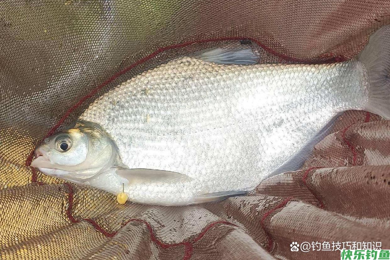 如何才能钓许多的鳊鱼？夏季钓鳊鱼的4个技巧(图3)