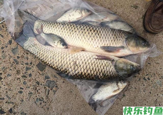 玉米饵用了20年，从未尝试过这种用法，鲫鱼鲤鱼草鱼鳊鱼都可以钓(图4)