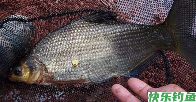 玉米饵用了20年，从未尝试过这种用法，鲫鱼鲤鱼草鱼鳊鱼都可以钓(图3)