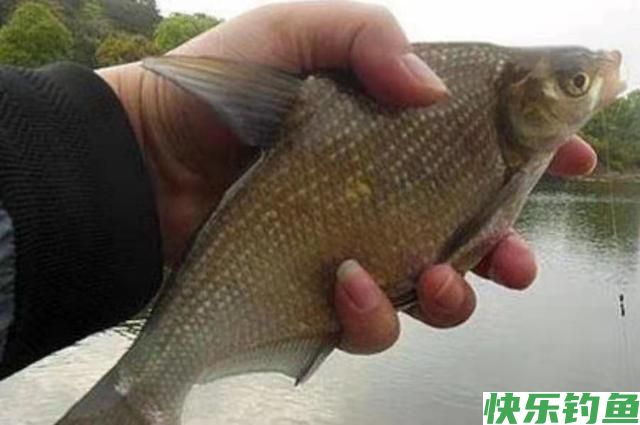 春季钓鳊鱼的5个秘诀，掌握了以后，钓鳊鱼非常简单(图4)