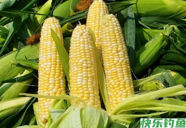 春季钓鳊鱼的5个秘诀，掌握了以后，钓鳊鱼非常简单(图3)