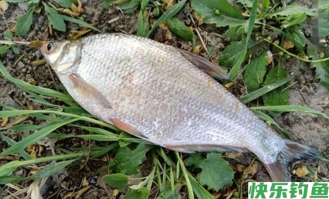 春季钓鳊鱼的5个秘诀，掌握了以后，钓鳊鱼非常简单(图6)