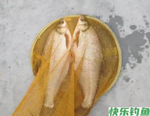为什么春钓鳊鱼更易爆护？你却很难钓获？老钓手指出就怪你记性差(图3)