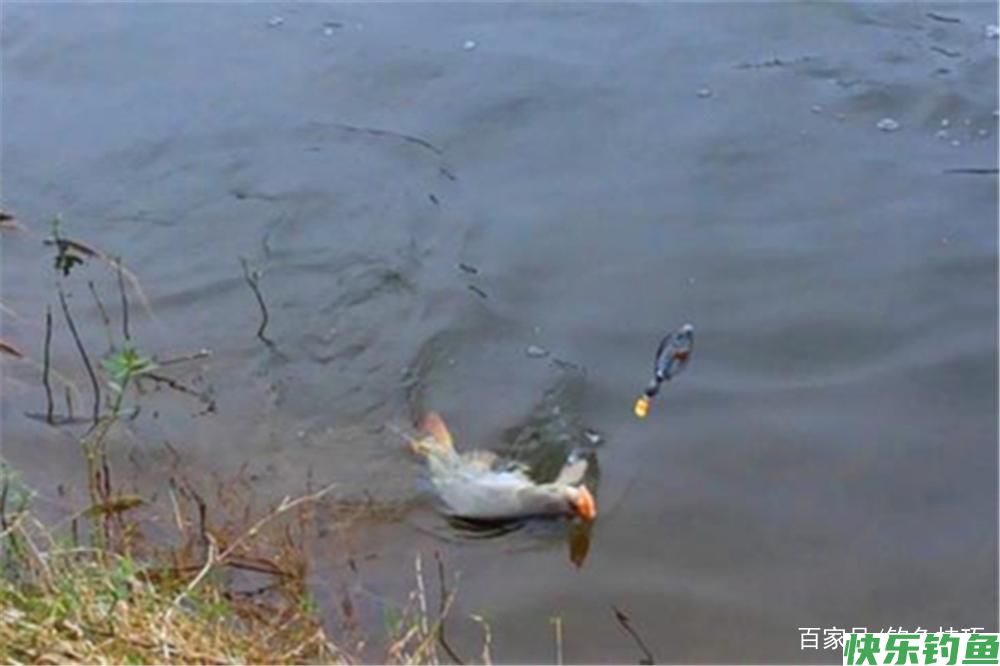 春季钓鳊鱼，有2种绝杀钓法，有鳊鱼就能连竿！(图3)