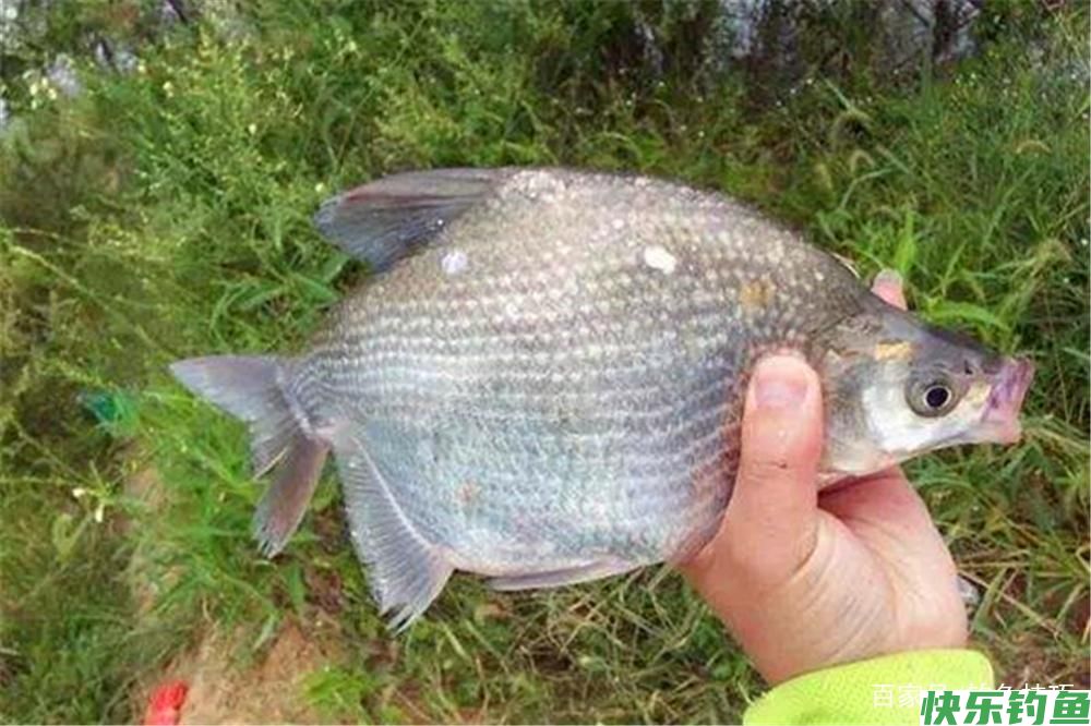 春季钓鳊鱼，有2种绝杀钓法，有鳊鱼就能连