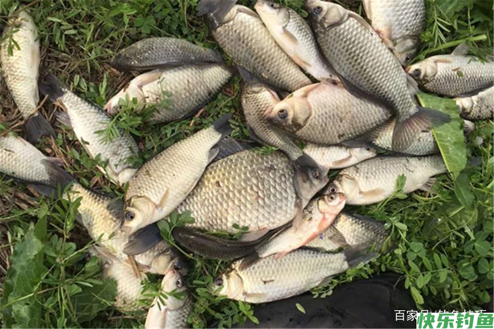 野钓必杀技：不同鱼有不同的最佳钓法，这些必杀技，你知道几个？(图3)